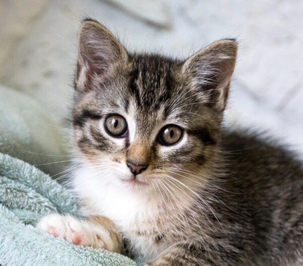Close up of tabby kitten looking at camera