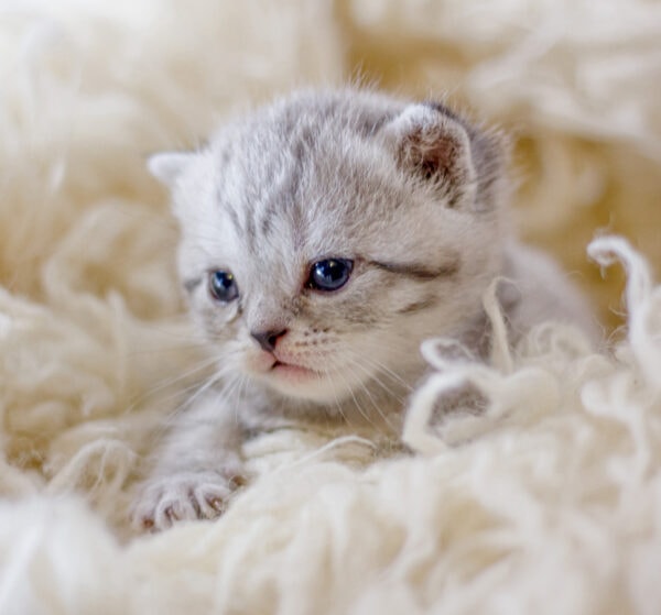 Young gray kitten on a fluffy white bed