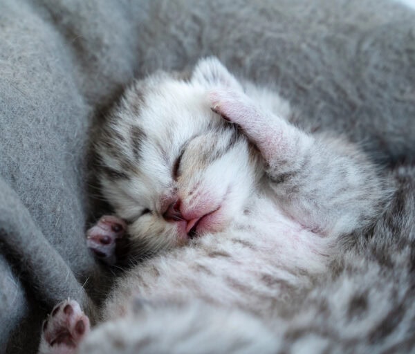 Close up of gray tabby kitten lying on her back