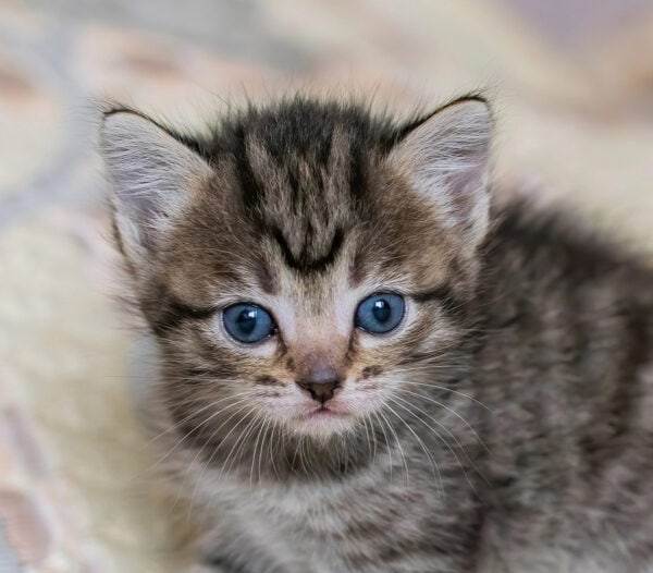 Young tabby kitten with blue eyes