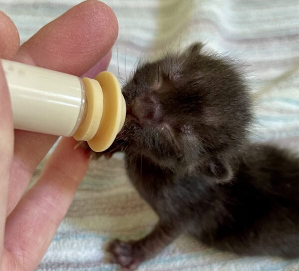 Newborn black kitten nursing from a syringe
