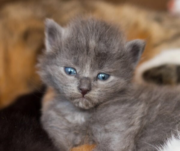 Newborn gray kitten with blue eyes