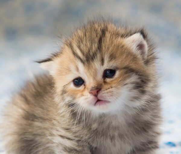 Young brown tabby kitten with partially opened eyes