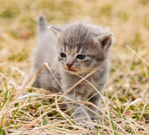 Young gray tabby kitten in dried grass