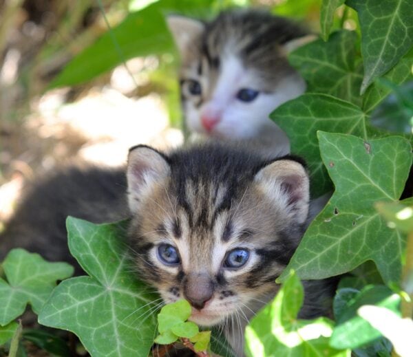 Two kittens hiding in ivy