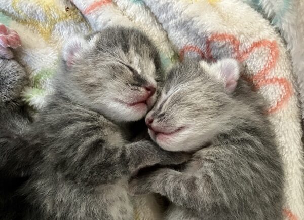 Two gray tabby kittens curled up with each other on a fleece blanket