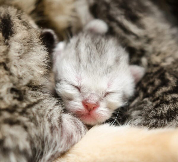 Gray neonate kitten with littermates