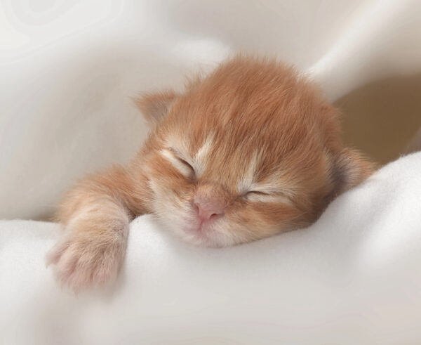 Newborn orange kitten sleeping