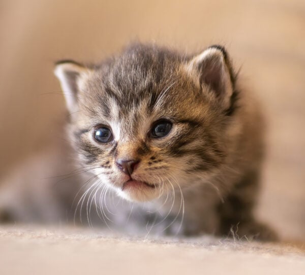 Closeup of newborn brown tabby kitten