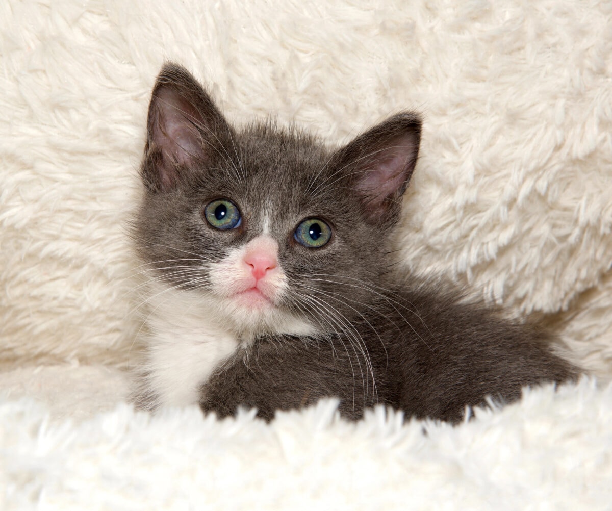Close up of gray and white kitten on a white fluffy bed