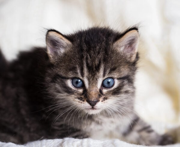 Young tabby kitten with blue eyes