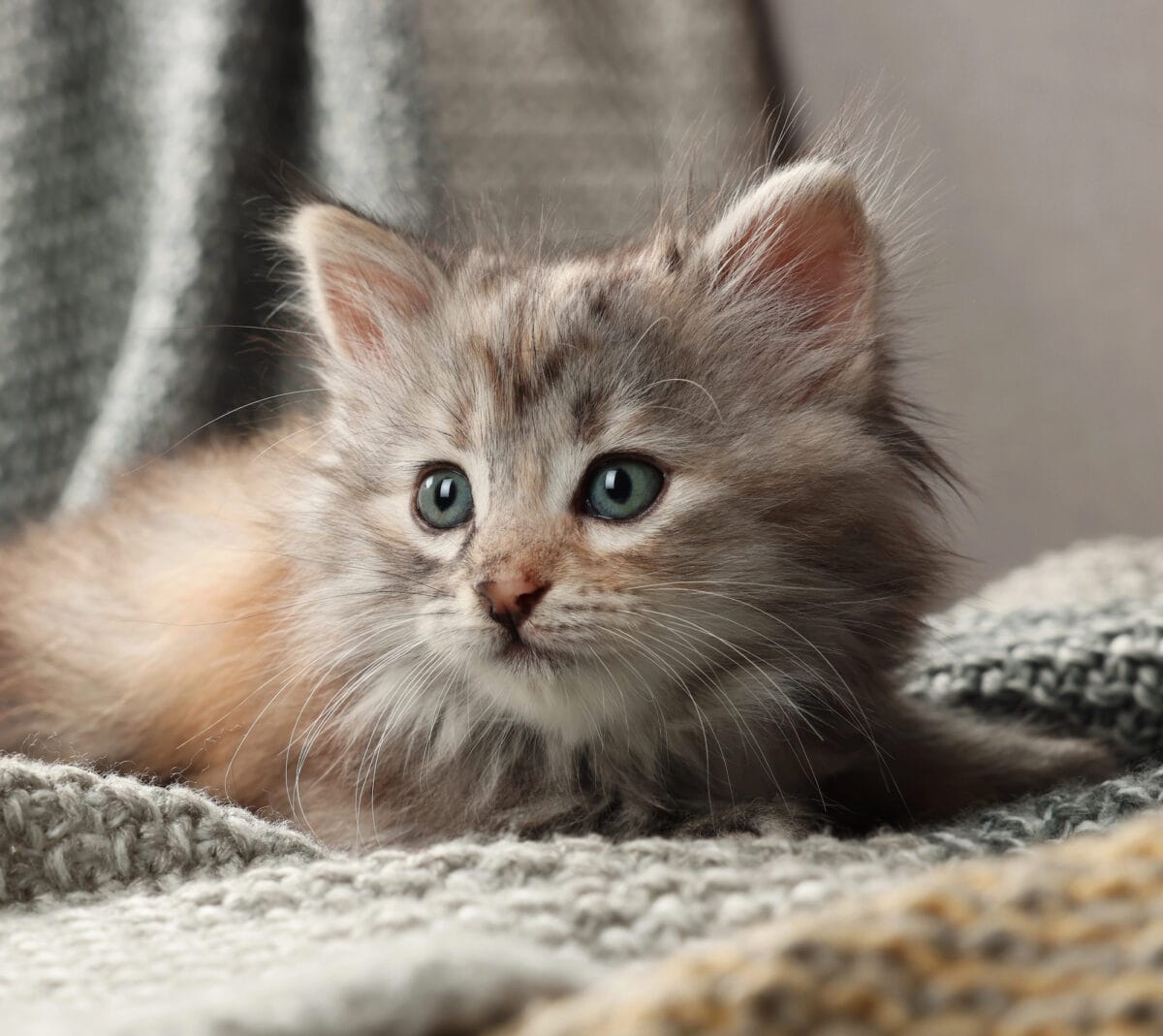 Long-hair brown tabby kitten on blanket
