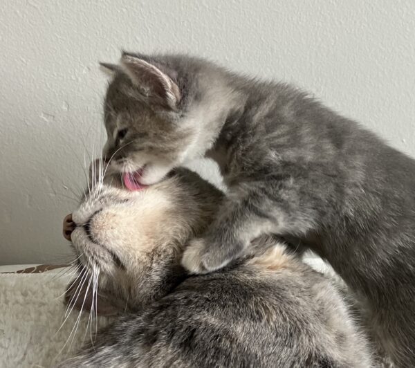 Kitten leaning over her mother and washing her face