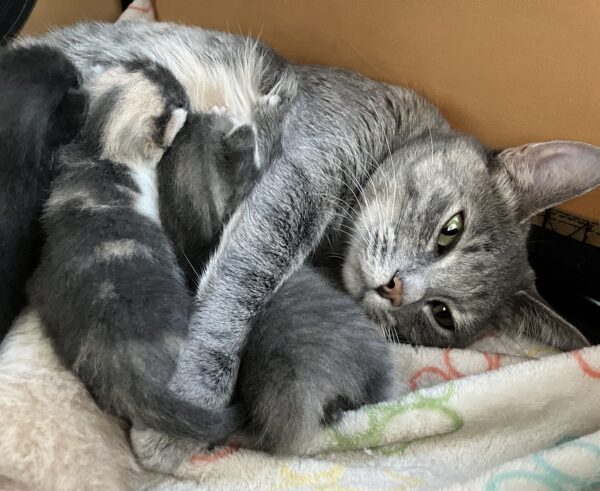 Gray tabby mother cat nursing black, gray and calico kittens