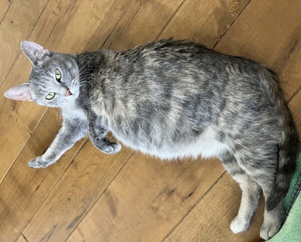 Pregnant gray tabby cat lying on her side