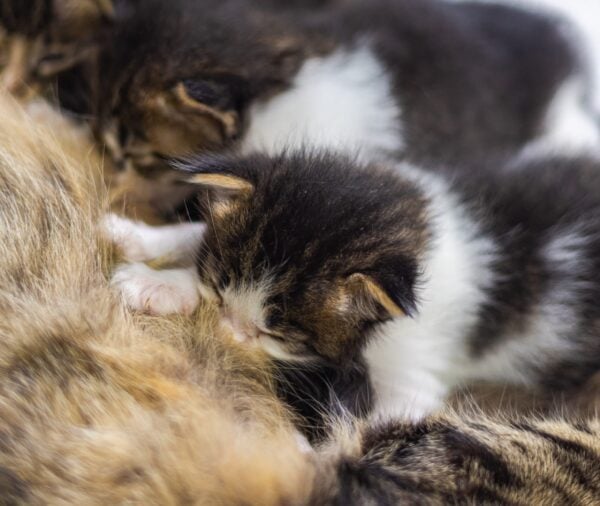 Newborn black and white kittens nursing