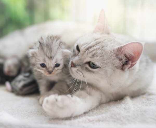 Light gray mother cat with her gray tabby kitten. on a white fleece blanket