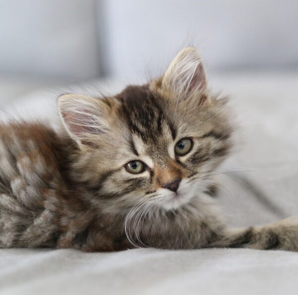 Long hair tabby kitten