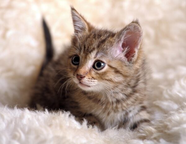 Brown tabby kitten on a fluffy white bed