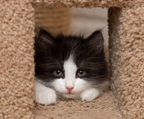 Black and white tuxedo kitten in a brown cat condo