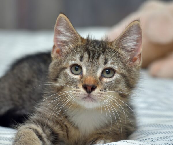 Portrait of rown tabby kitten