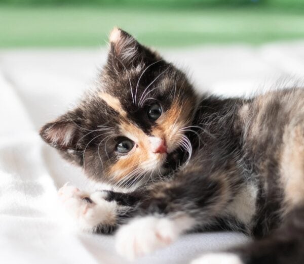 Young tortoiseshell kitten lying on her side and looking at camera