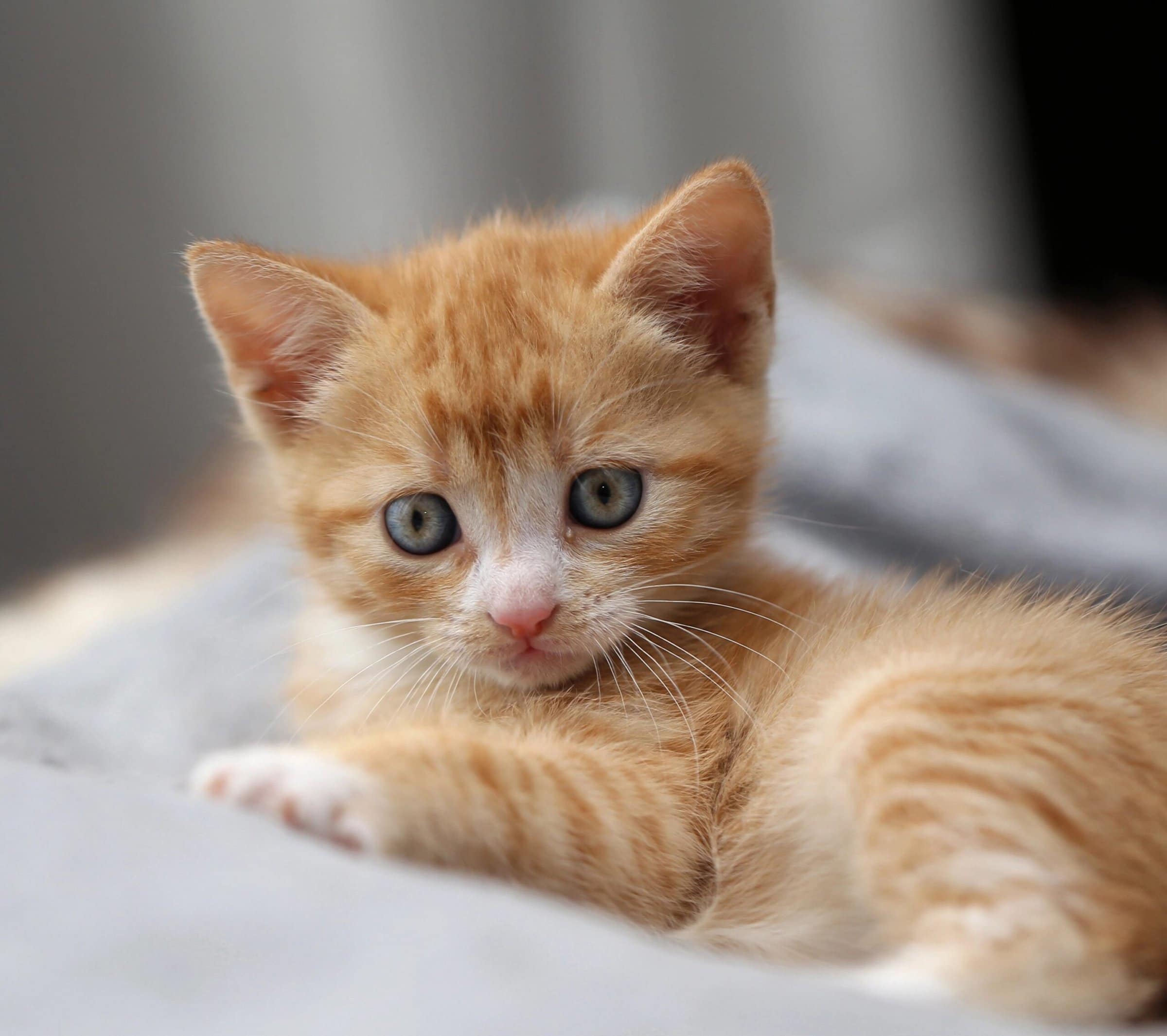 Weaning — a Critical Time for Orphaned Kittens – NKC Library