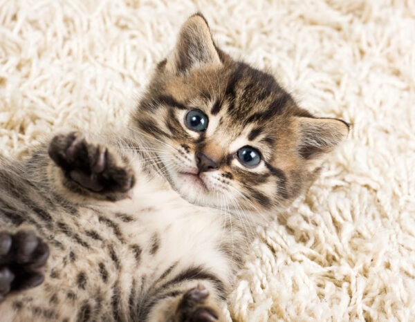 Brown tabby kitten on her back looking up