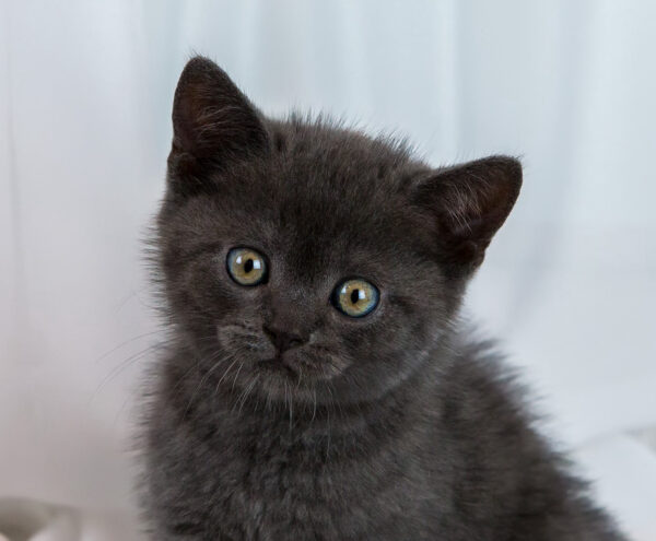 Portrait of short hair black kitten