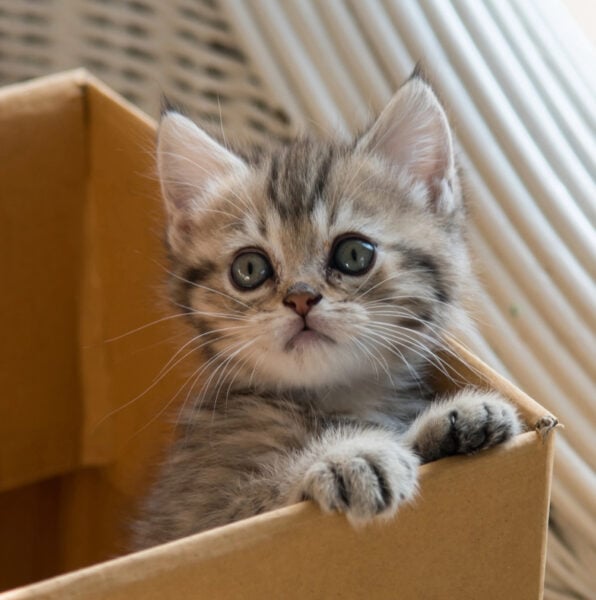 Gray tabby kitten in a cardboard box