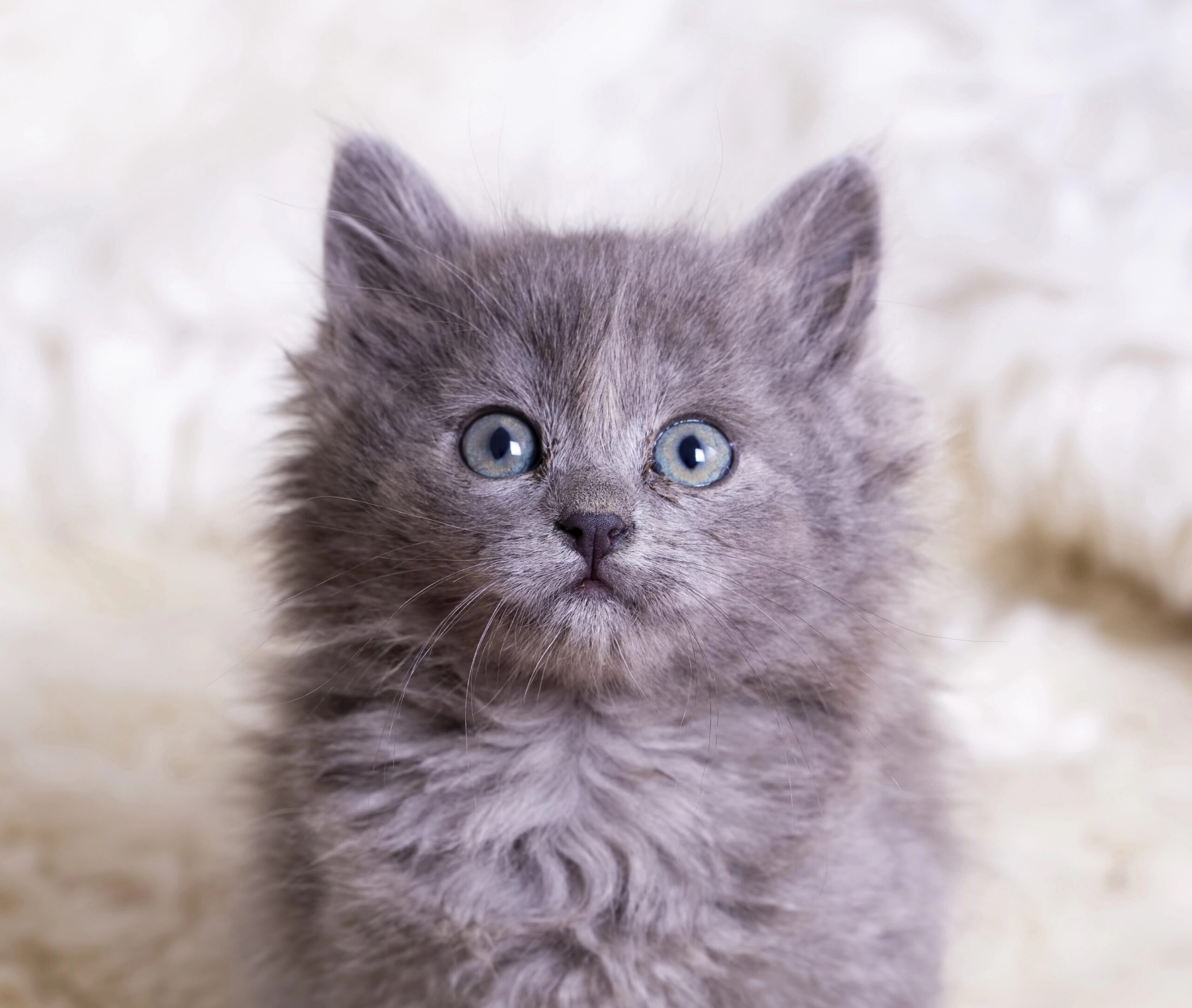 kittenページ Resources - NKC Resource Library