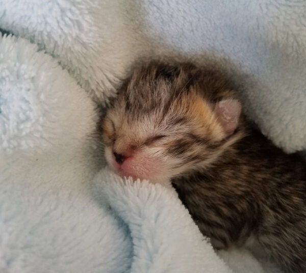 Brown tabby premature kitten lying on a white fleece.