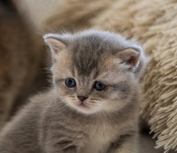 Young gray kitten on shaggy brown bed