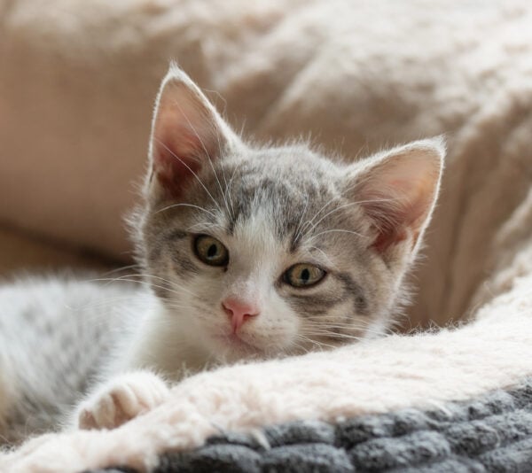Tabby kitten looking over edge of cat bed