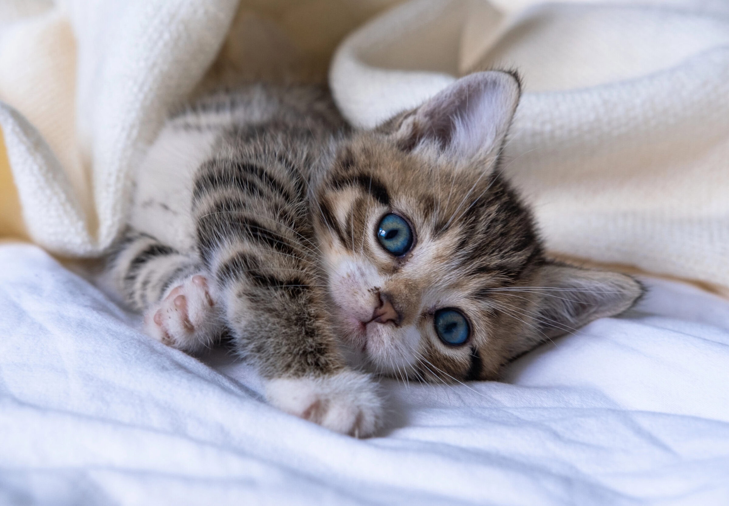Weaning Kittens - NKC Resource Library