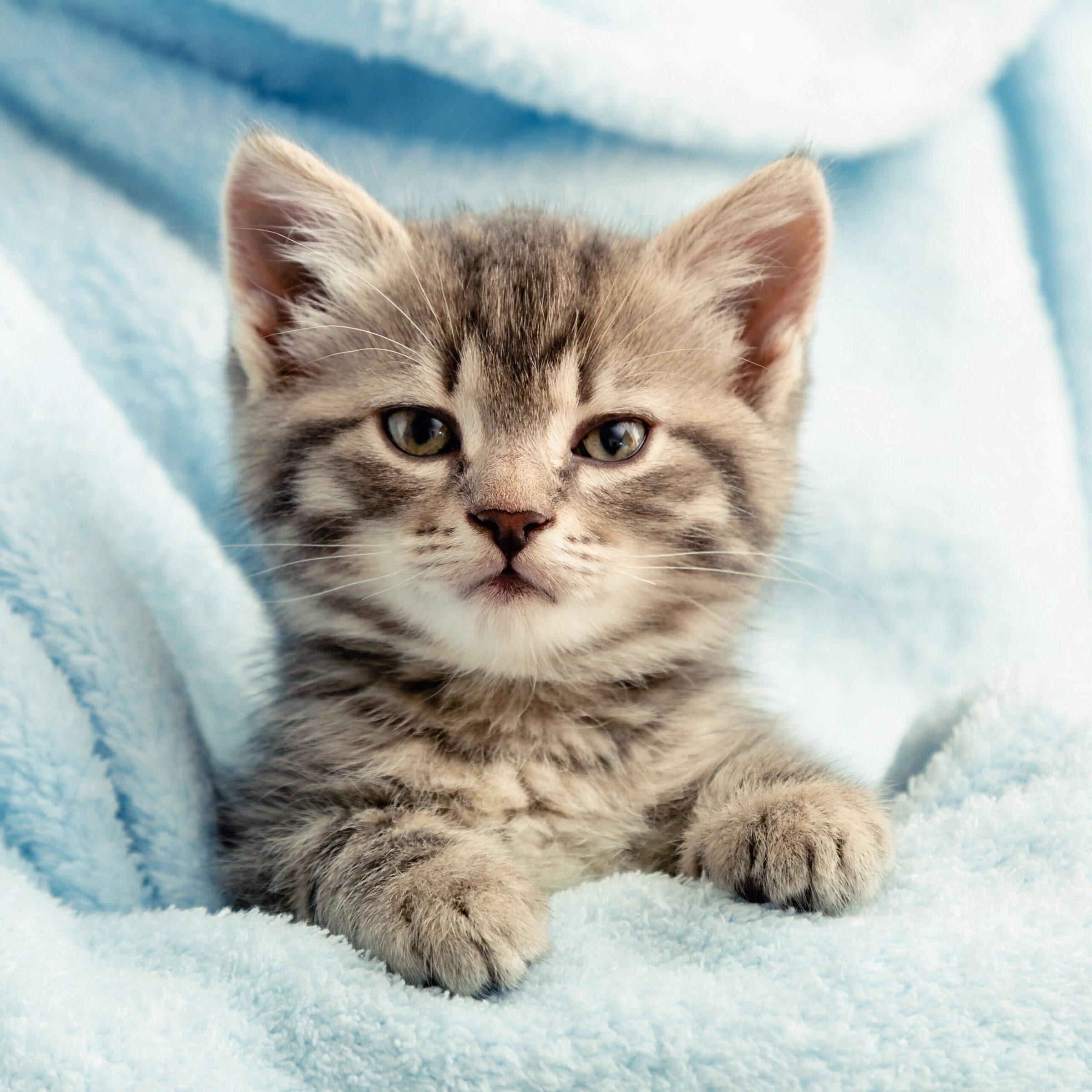 Portrait of young, brown tabby kitten resting on his front paws in a light blue blanket